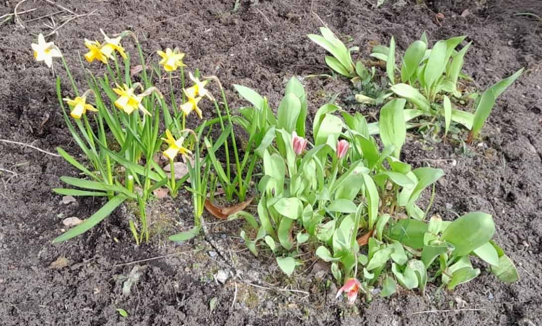 Schulhof-Verschönerung am 25. März